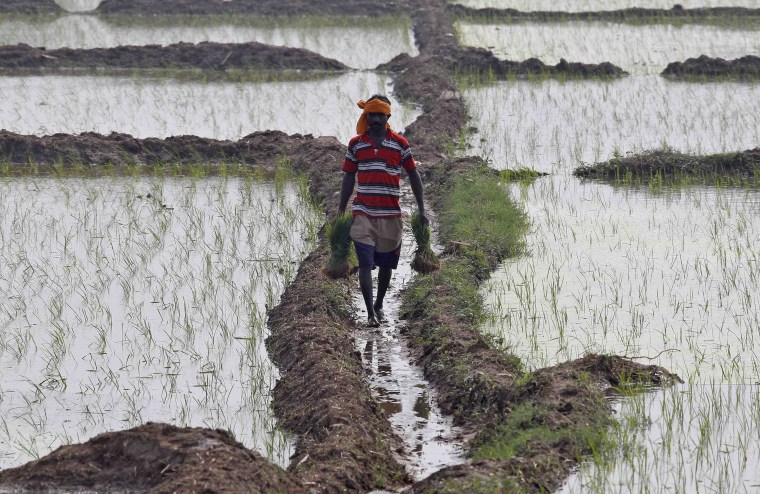 Image: A labourer carries saplings at a paddy field at Mullanpur village in Punjab