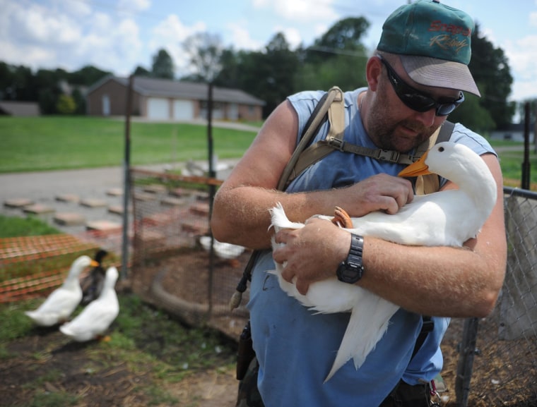 Image: Iraq war veteran Darin Welker, 36, holds one of his ducks at his home in West Lafayette, Ohio on July 10