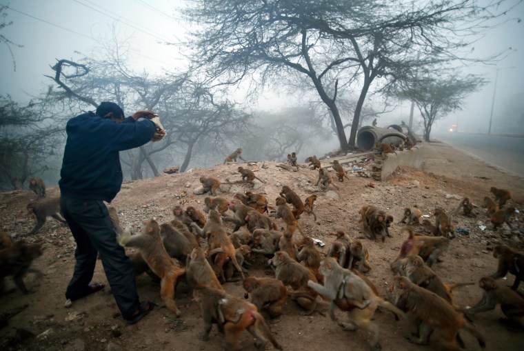 Monkeys mob a devout Hindu as he arrives with a packet of biscuits to feed them in New Delhi, Jan. 30, 2014.