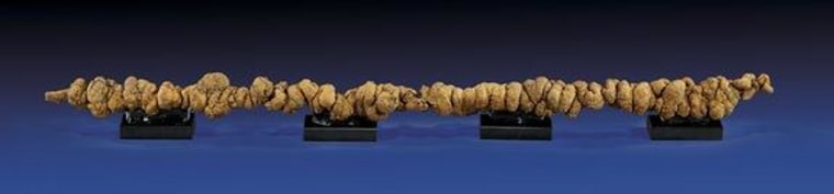 Image: Long piece of fossilized dung (known as a coprolite)
