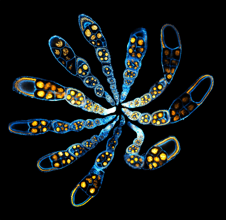 The ovaries of a fruit fly contain multiple ovarioles, biological assembly lines in which egg chambers develop into fly eggs. "Fruit Fly Factory" shows the cross-sections of 10 ovarioles from different fruit flies.