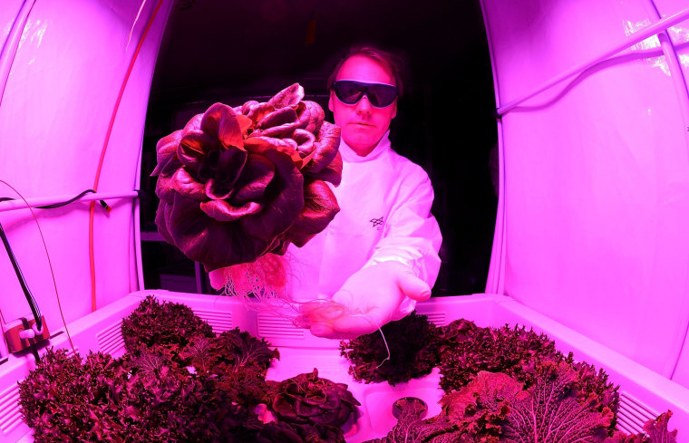 Image: Scientists Hope To Grow Salad In Space
