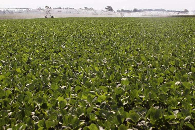 Image: Soybean plants thrive in an irrigated field on July 18, 2012 near Vincennes, Ind.