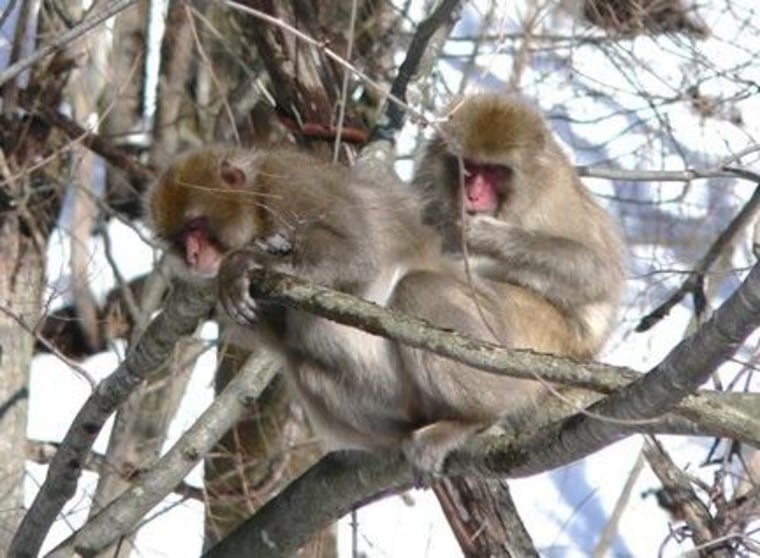 A wild Japanese monkey in Fukushima