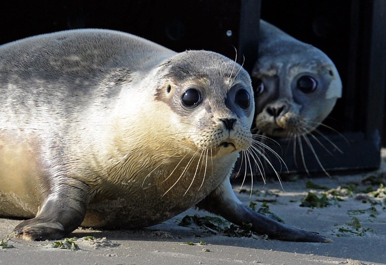 Image: Reintroduction to the wild of common seals
