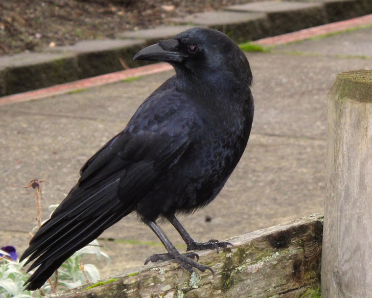 Image: Crow