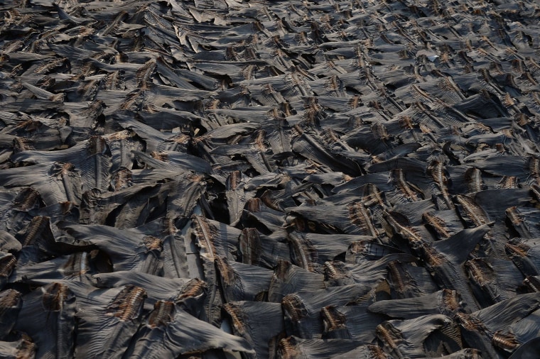 Image: Shark fins dry on a road in Hong Kong on July 30