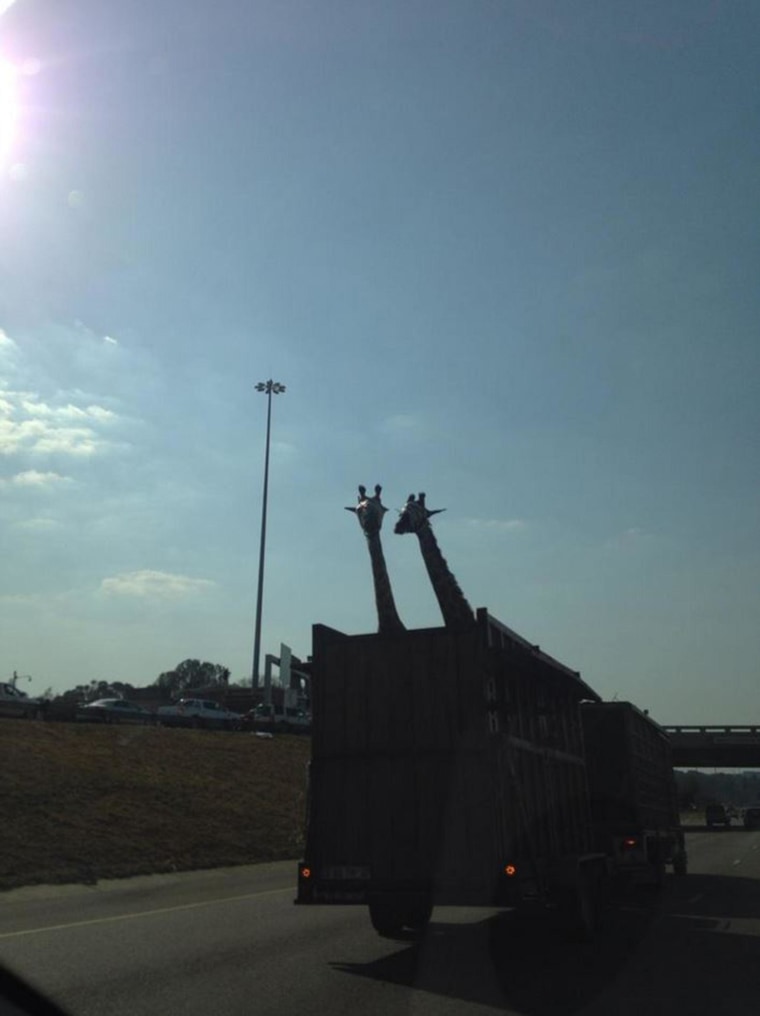 Image: A giraffe being transported in an open-air truck bed on a highway in South Africa died Thursday after reportedly hitting its head on an overpass.