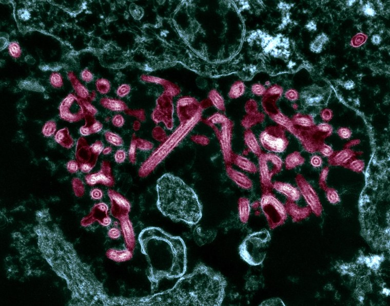 Image: A Transmission Electron Micrograph (TEM) of the Ebola Virus RNA