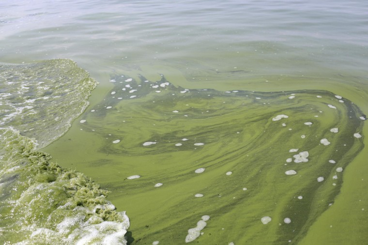 Lake Erie turned green with algae, dubbed \"The Incredible Hulk.\" which caused a three-day water drinking ban, forced restaurants to close and has cost $200,000 so far in cleanup costs.