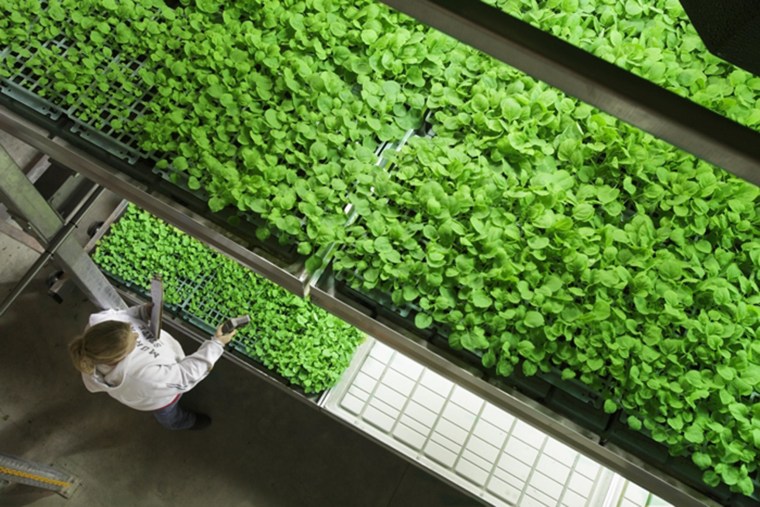 Image: Tobacco plants used to create the experimental treatment given to the two U.S. patients infected with Ebola at the KBP facilities in Kentucky.