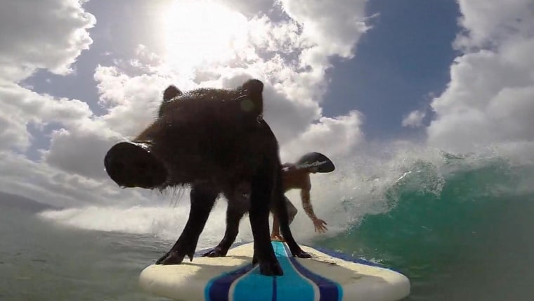 Image: GoPro cameras show Kama the pig, known as the mascot of Sandy Beach, riding waves with his owner Kai Holt.