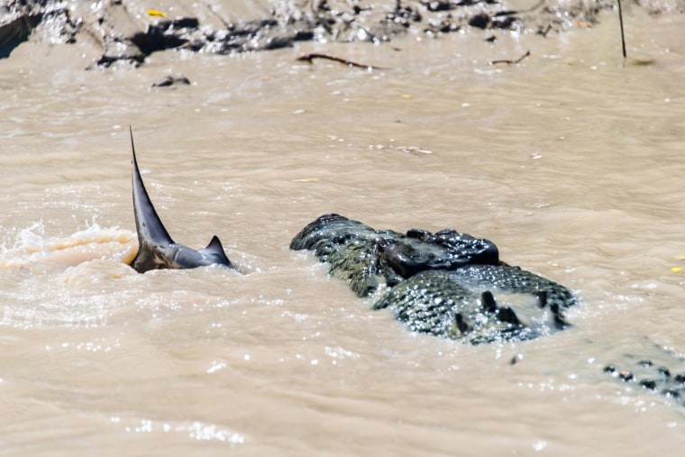 Five Metre Crocodile Attacks Bull Shark