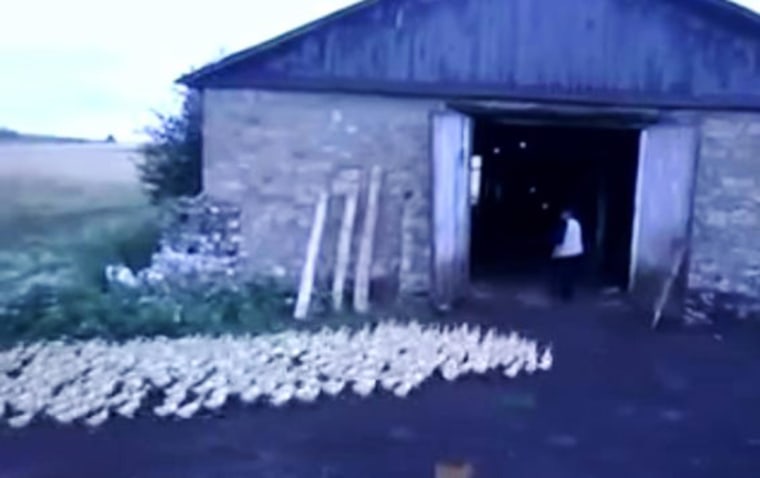 Image: A YouTube video shows a man herding ducks by yelling at them