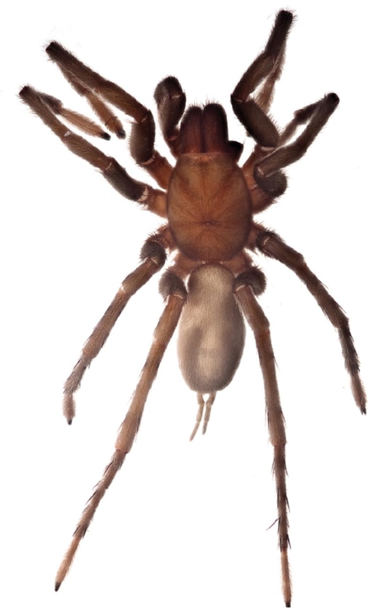 Trichopelma maddeni is a barychelid spider, a relative of tarantulas, that measures more than 6 inches (15 centimeters) in length. This specimen was collected from a dark zone of the cave, under stones of the cave floor. The blind spider has vestigial eyes.