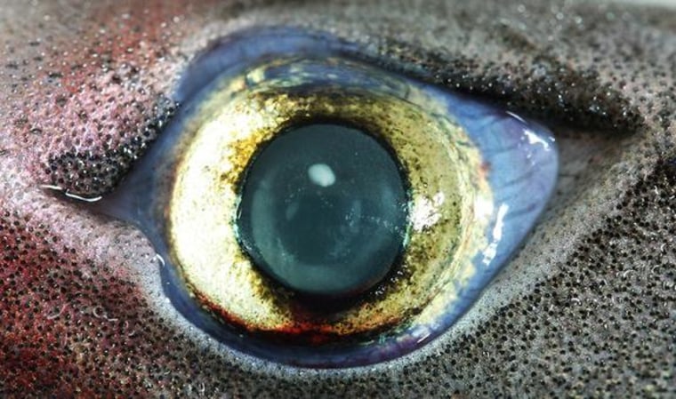 Image: Eye of bioluminescent lantern shark