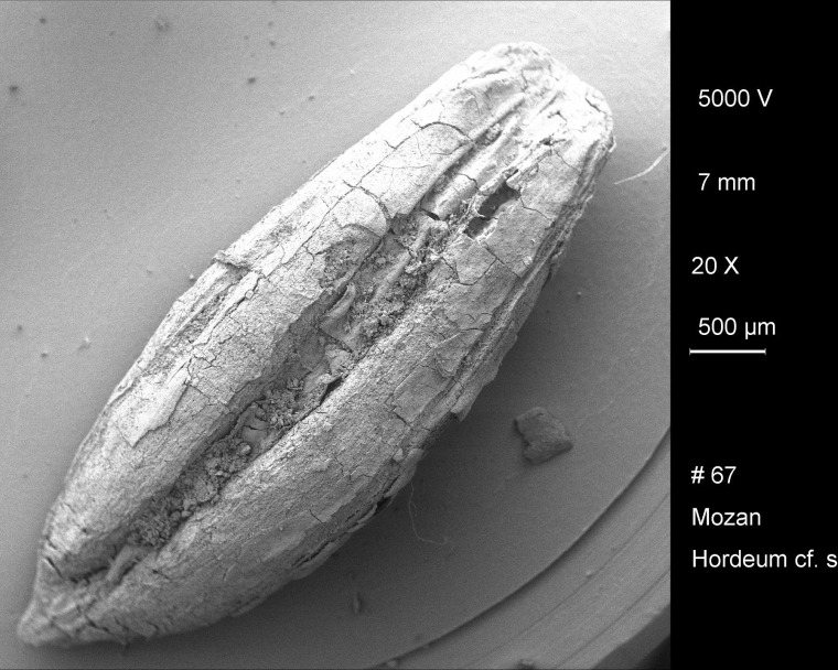 Image: Archaeobotanical barley grains