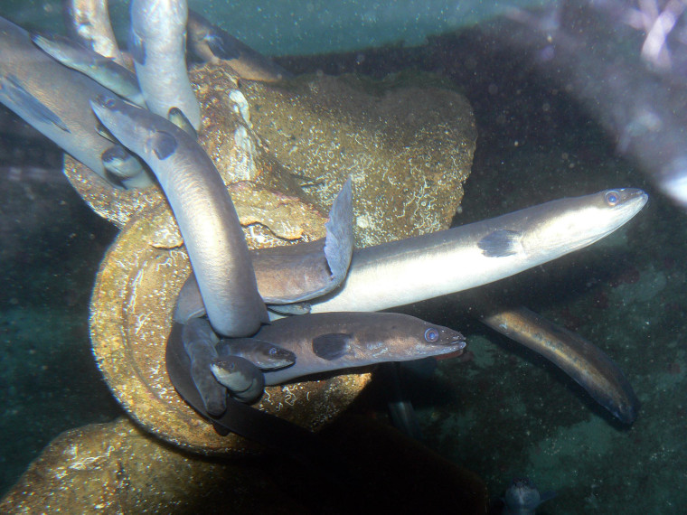 Image: European eels leave their hiding place at an aquarium in Bergen, Norway, in 2006.