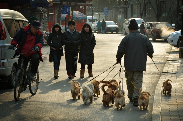 CHINA-LIFESTYLE-PETS