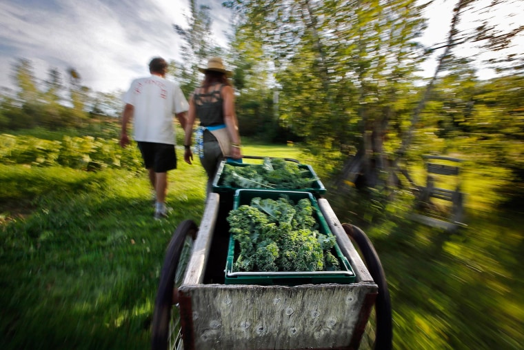 Hannah Semler, right, with Mike Macfarlane, pulls a cart full of kale gleaned at Pat and Mike's Garden, in Ellsworth, Maine. The produce is regularly donated by Macfarlane to be distributed to local food pantries by Healthy Acadia.