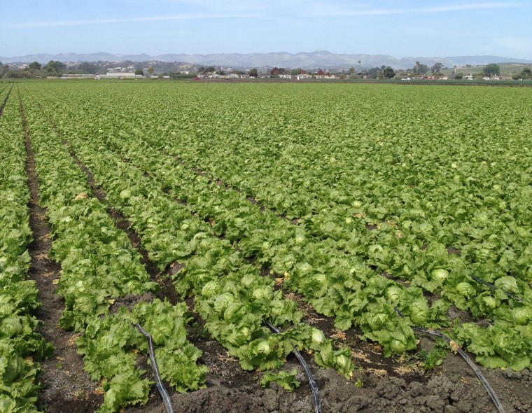 Image: Head lettuce field