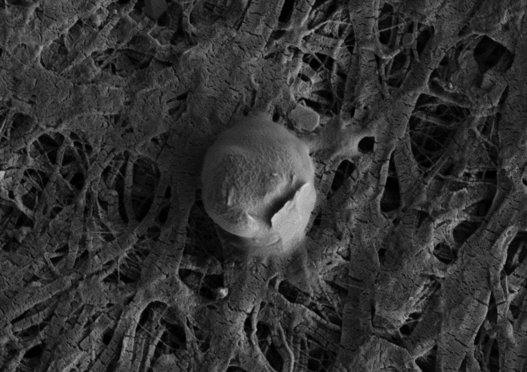 Image: A microbe with attached sediment particle from Lake Whillans