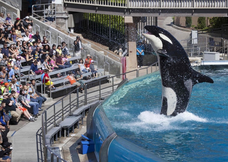 Image: Visitors are greeted by an Orca killer whale as they attend a show featuring the whales during a visit to the animal theme park SeaWorld in San Diego, California
