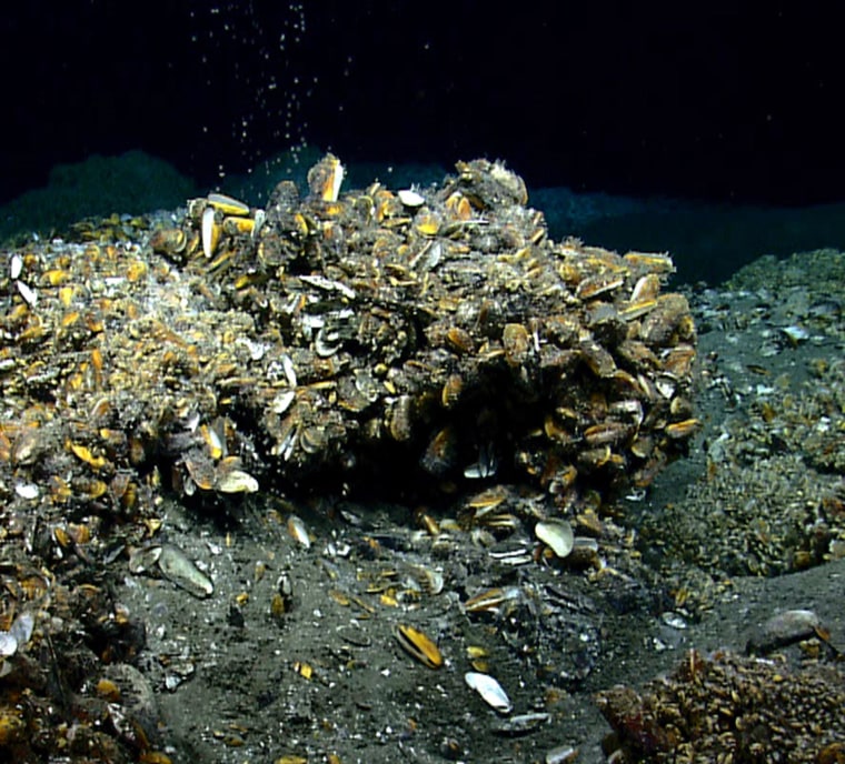 Image: Methane seeps from near a mound covered with deep-sea mussels in the Atlantic Ocean Virginia
