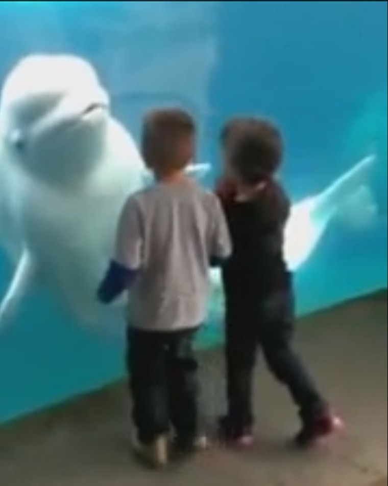 Image: A beluga whale teases children at an aquarium