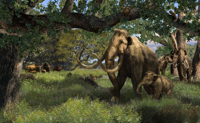Image: Mammoths