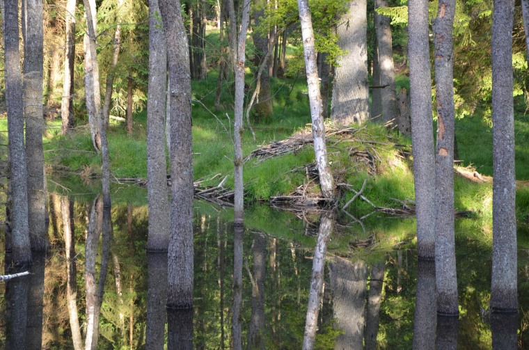 A beaver dam at the U.S. army's training facility in Grafenwoehr.