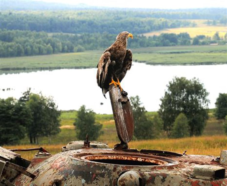 A sea eagle perches on a rusting tank at the U.S. army's training facility in Grafenwoehr, Germany.