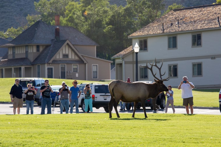 Image: Visitors encounter an elk in Yellowstone National Park.