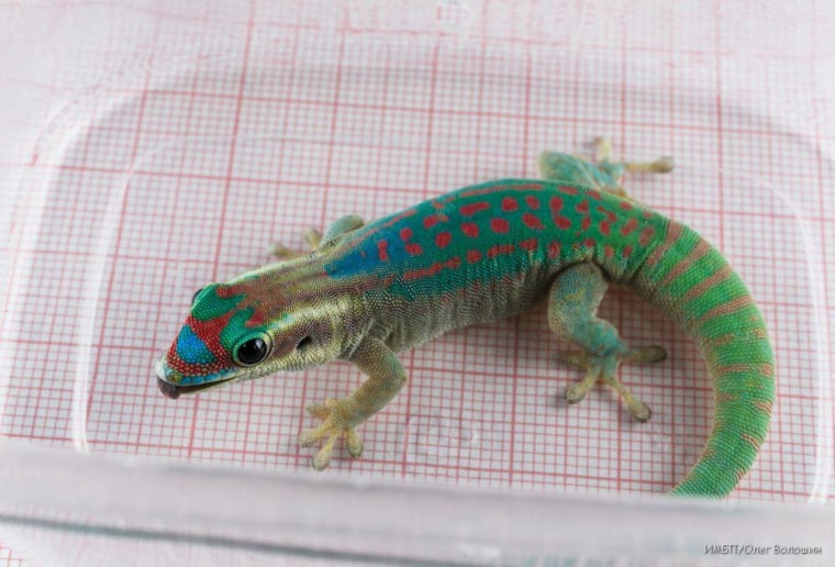 Image: Gecko