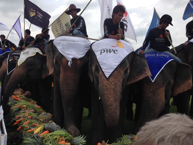 Elephants eat after King's Cup tournament in Bangkok