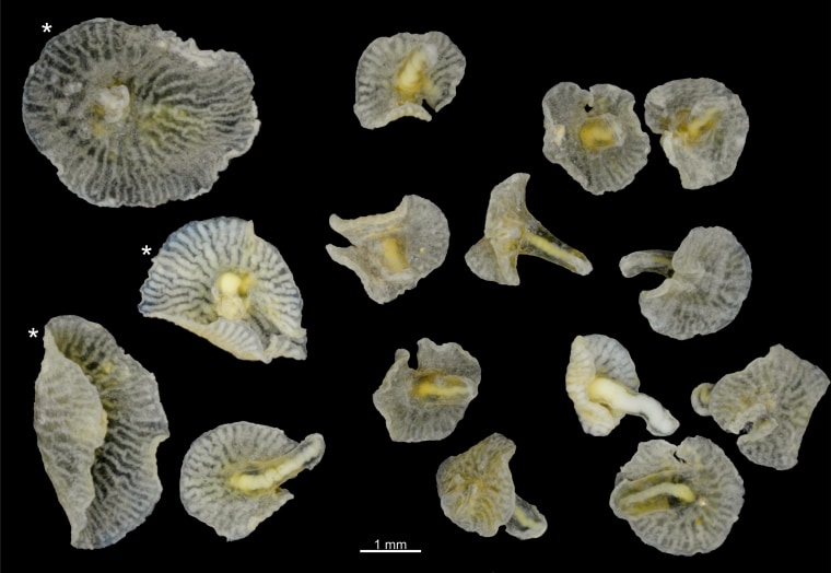 Image: Photographs of 15 Dendrogramma specimens