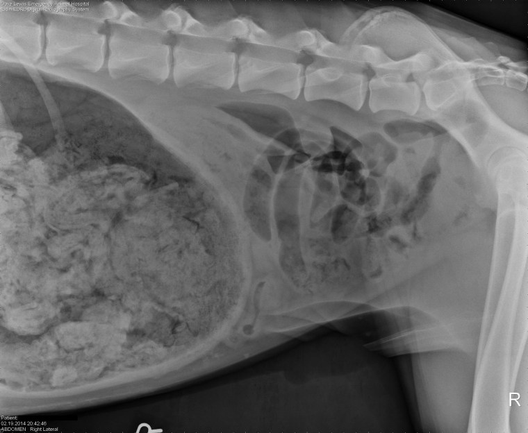 An X-ray reveals socks in the stomach of a dog in Portland, Ore. A three-year-old Great Dane was miserable, retching and vomiting, when his owners rushed him to DoveLewis Emergency Animal Hospital.  X-rays showed a stomach full of what was described as "a large quantity of foreign material." Nearly two hours of surgery later, Dr. Ashley Magee said the dog had consumed 43-and-a-half socks.