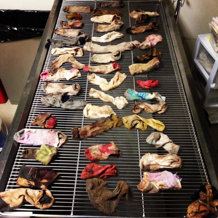 Socks removed from a dog's stomach