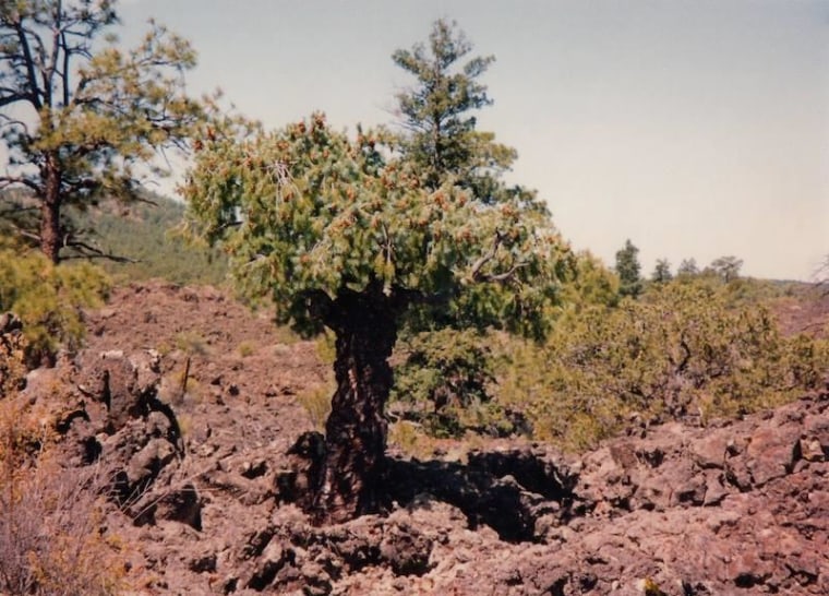 Image: Yoda the tree in 1993
