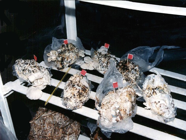 Image: To degrade disposable diapers, scientists found a way to grow mushrooms on them