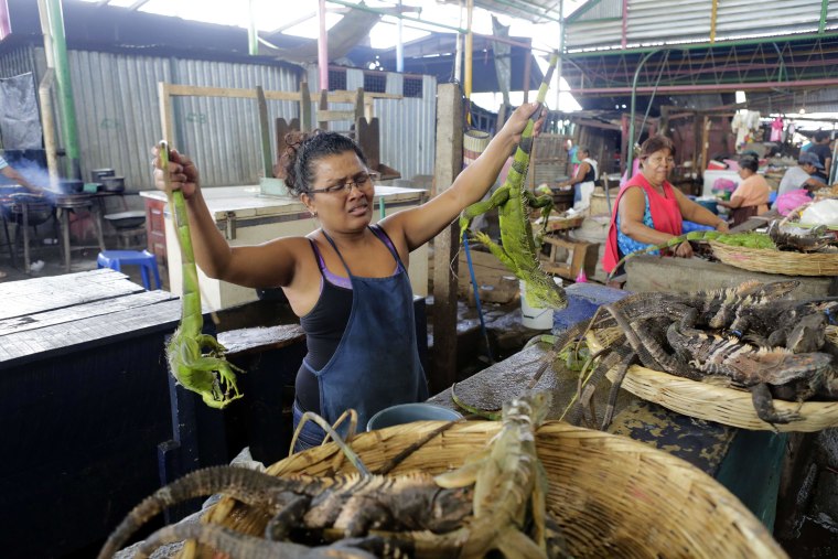 Image: NICARAGUA-DROUGHT-HUNGER-IGUANAS