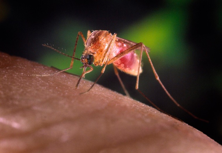 Image: A Culex quinquefasciatus mosquito is seen in this undated handout photo