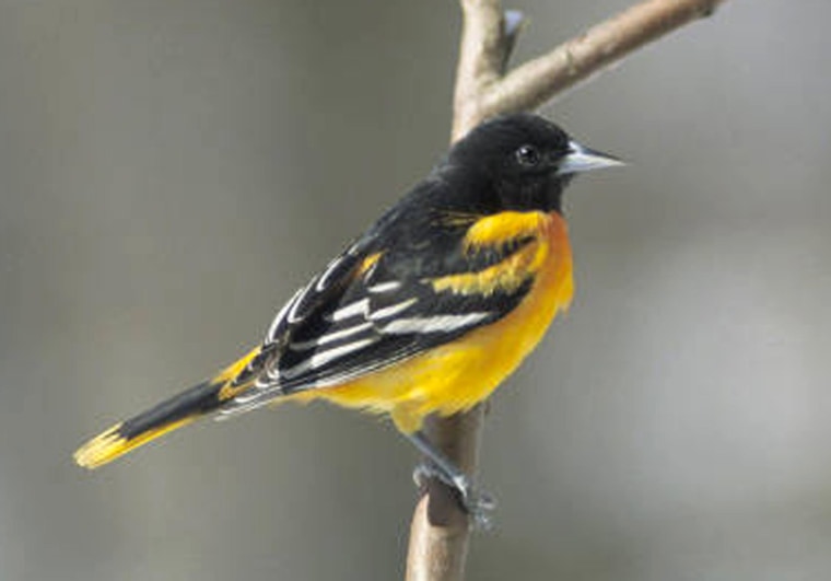 A photo provided by the U.S. Fish and Wildlife Service shows a male Baltimore oriole.