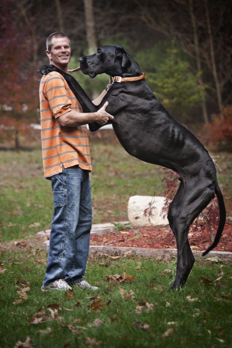 Zeus, World's Tallest Dog, Dies at Age 5 - ABC News