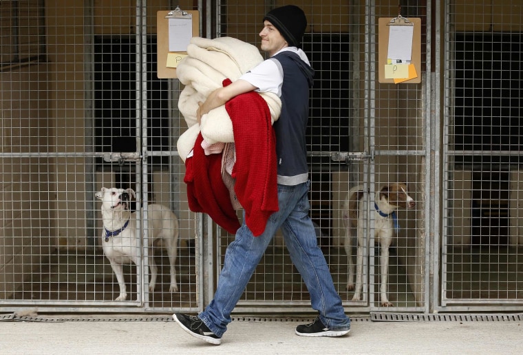 Image: A volunteer carries donated bedding to the kennels of dogs rescued from a fire at Manchester Dogs' Home, at their temporary home at Cheshire Dogs' Home near Warrington