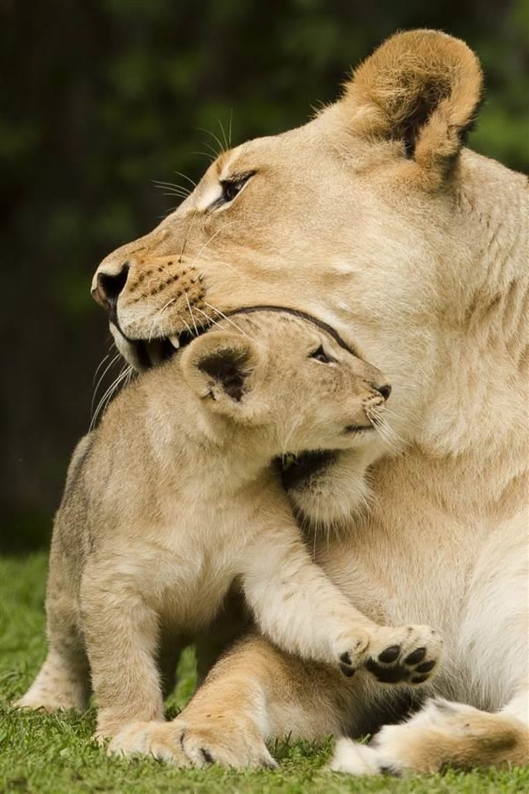 IMAGE: Mother lion and cub