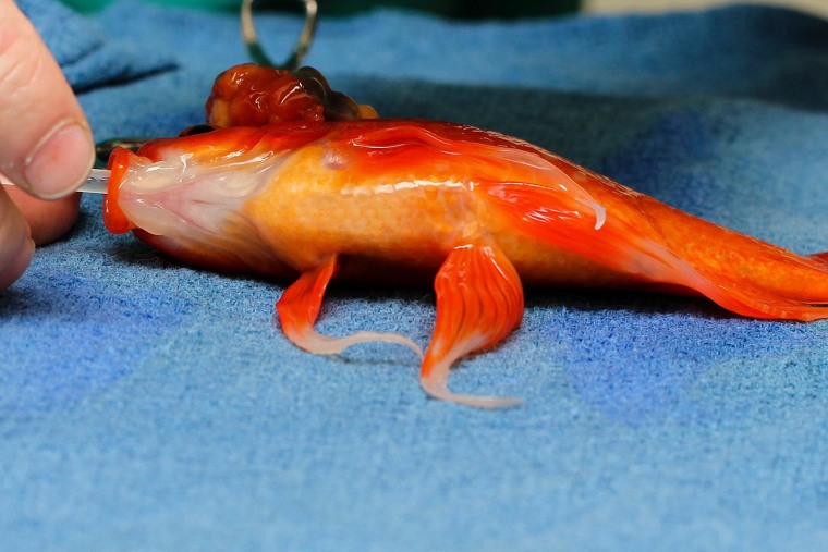 Image: Dr. Tristan Rich operates on a goldfish named George at Lort Smith Animal Hospital in Melbourne, Australia on Sept. 11, 2014.