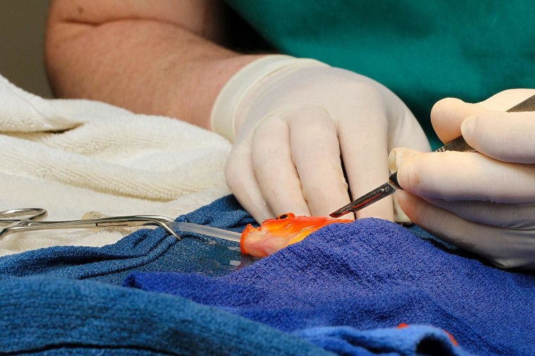 Image: Dr. Tristan Rich operates on a goldfish named George