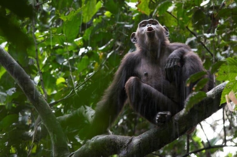 Image: Chimp in tree