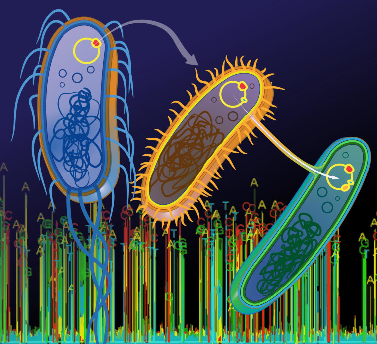 Plasmid transfer between bacterial species can be investigated with single-molecule DNA 
sequencing technology. Plasmids, small mobile pieces of DNA, carry genes encoding resistance 
to antibiotics, including carbapenems, a powerful class of antibiotics used to treat serious 
infections. 
